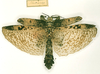 CollectionObject 1561356; 10f826f0-b925-457e-9ede-543971c5563c: copyright RMNH, Leiden. female of Prisopus horstokkii (holotype). (CollectionObject).