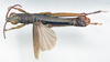 CollectionObject 1580349; aa5051ac-bdb2-472c-b2d5-90974f76a485: male, dorsal view (lectotype). (CollectionObject).