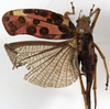 CollectionObject 1529777; 6c827cab-aa90-497c-adb5-5cfce4c69b58: female, dorsal view (syntype). (CollectionObject).