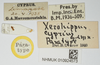 CollectionObject 1581308; 3ff11409-113d-4da5-98b0-d375de08ac4c, NHMUK10924573: labels (paratype). (CollectionObject).
