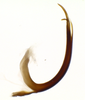 Aedeagus, lateral view on Polana (Culumana) torqua (DeLong & Freytag, 1972): Male specimen [DZRJ]: aedeagus, lateral view. (Observation).