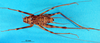 CollectionObject 1500987; 61ac82a5-2cb7-41b8-a492-88ee0f13cc5e, DORSA BGphabukS01: male, dorsal view (holotype). (CollectionObject).