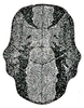 Axylus taylori (Hebard, 1922): Pl. XV, Fig. 7 (after type). dorsal view of female pronotum (length 10.4 mm). (Otu).