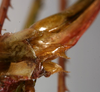 Arachnoscelis (Peruphisis) meriti Nickle, 2002: female subgenital plate (allotype). (Otu).