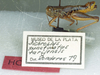 CollectionObject 1523995; 649d2e05-1776-4f1a-b6cd-446987d968db: male with labels (holotype). (CollectionObject).