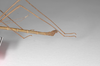 CollectionObject 1562901; 46fbdf44-650a-46c9-a2fa-eba69a462515: copyright ZSMC, Munich. male: end of abdomen, lateral view (holotype). (CollectionObject).
