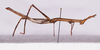 CollectionObject 1572167; 79aebe32-d3ff-446a-8709-6c43eb2aa895: female, body lateral view (holotype). (CollectionObject).