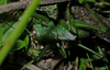 Cerberodon viridis Perty, 1832: subadult male (Brazil). (Otu).