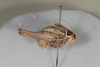 CollectionObject 1475708; 19fbc150-81d7-45ba-a036-b7db7fde2400: Male, #1, lateral view (syntype). (CollectionObject).
