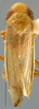 Habitus, dorsal view on Aplanatus Cheng, 1980: Aplanatus pallibandus, dorsally (NMNH). (Observation).