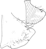 Pygofer, lateral view on Erythria rudobreva Dworakowska, 1993: Pygofer, lateral view. (Observation).