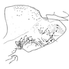 Pygofer, lateral view: Pygofer (E. tripunctatus Mahm.). (Observation).