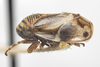 Habitus, lateral view: !! display not done !! on Clastoptera brunnea Ball, 1919: (Observation).