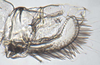 Pygofer, lateral view: !! display not done !! on Empoasca (Empoasca) loreta Ross, 1959: (Observation).
