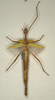 Didymuria violescens (Leach, 1814): copyright NMW, Vienna. female of synonym Diura discolor (syntype). (Otu).