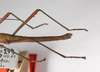 CollectionObject 1557500; 4efeae91-8be2-4fe8-99b2-f007cf3d1730: copyright ZMB, Berlin. male, hind body lateral view (holotype). (CollectionObject).