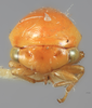 Head: !! display not done !! on Acutalis inornata Ball, 1905: (Observation).