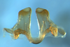Zoniopoda serrana Pocco, Rubio & Cigliano, 2011: epiphallus, frontal view. (Otu).