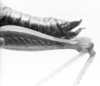 CollectionObject 1525992; ea4421ed-a580-4c30-956c-15dd633ef581: female, abdomen end, lateral view (allotype). (CollectionObject).