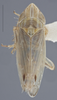 Habitus, dorsal view on Arocephalus (Ariellus) punctum (Flor, 1861): Dorsal. (Observation).
