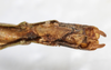 CollectionObject 1559098; NMW 218, 91e0d291-17fa-4ede-9a7d-7e8137449ae7: copyright NMW, Vienna. female: end of abdomen, ventral view (holotype). (CollectionObject).