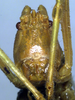 CollectionObject 1500386; 9d106984-e7f0-473a-b468-73108d4cac88, DORSA BTrhaacuHTF: female face (holotype). (CollectionObject).