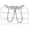 Abdomen, sternal apodemes, ventral view on Shamala (Mahmoba) prospecta Dworakowska, 1982: Abdomen, sternal apodemes, ventral view. (Observation).