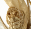 CollectionObject 1529767; ac3f7009-db4d-49a9-bfb9-8955277e2dd9: male subgenital plate (holotype). (CollectionObject).