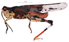 Heliastus sumichrasti (Saussure, 1861): male, lateral view. (Otu).