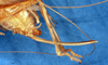 CollectionObject 1505251; b21d9754-0e2d-4f72-ad49-f7756d8c5db4: ovipositor (holotype). (CollectionObject).