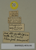 Heterogamodes ursina quadrispina Chopard, 1929: Copyright Natural History Museum, London. Labels from paratype (adult male) in BM(NH). (Otu).