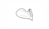 Yungasus hebardi (Liebermann, 1941): Fig. 32. epiphallus, lateral view. (Otu).