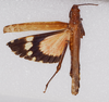 CollectionObject 1572196; 09d45213-1fcf-4e5d-8733-0ca4dbc64163: female, body dorsal view (holotype). (CollectionObject).