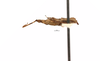 CollectionObject 1567147; 75d93015-a33f-4723-9519-cd68daad9aff: male, lateral view (holotype). (CollectionObject).