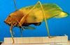 CollectionObject 1500558; 438158fe-bd38-4bad-a3d7-10fe6d7600dd, DORSA BTgonimmHTF: female, lateral view (holotype). (CollectionObject).