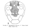 Rhabdoblatta takarana Asahina, 1967: Rhabdoblatta takarana, female. (Otu).