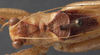 CollectionObject 1506494; 4972da6d-405d-4a95-b028-cce80fef04ad: female pronotum, dorsal view. (CollectionObject).