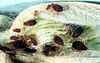 Aphis (Aphis) fabae Scopoli, 1763: Photo:Voegtlin, D. J. (Otu).