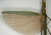 CollectionObject 1557544; NMW 1157, b63bd00a-9252-4020-bdc3-16046cbe55b5: copyright NMW, Vienna. female, wings (lectotype). (CollectionObject).