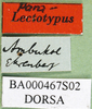 CollectionObject 1501889; 2991bad9-ba7f-4cc5-a94e-8163792bdb43: labels (paralectotype). (CollectionObject).