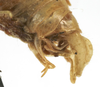 CollectionObject 1539686; c2cc1c12-20a9-4aa4-8eb0-8447fab0df9c, MNHN-EO-ENSIF658: male cerci (holotype of Amytta angulata). (CollectionObject).