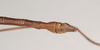 CollectionObject 1560717; NHMUK(SF IMPORT DUPLICATE) 844536, 1d7b5577-9d43-411b-8575-0340ee55efd2: copyright Natural History Museum, London. male: end of abdomen, dorsal view (paralectotype) [= Paracalynda utilaensis (Zompro, 1998)]. (CollectionObject).