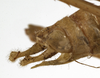 CollectionObject 1529781; 66931fa1-2cb6-499b-820f-e8f28854dfad: male cerci (holotype). (CollectionObject).