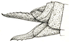 Hemierianthus assiniensis (Bolívar, 1930): Fig. 37 (after type specimen). female abdomen tip, lateral view. (Otu).