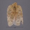 Habitus, dorsal view: (Observation).