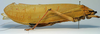 CollectionObject 1516958; 52140f45-459d-4465-9738-aabf3888f5c7: female, lateral view (holotype of Pseudophyllus pomposus). (CollectionObject).