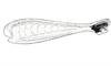 Dichroplus misionensis Carbonell, 1968: Fig. 82B. hind femur, internal face. (Otu).