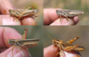 Melanoplus packardii packardii Scudder, 1878: (Otu).