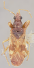 Pseudopamera nitidula (Uhler, 1893): Pamera nitidula HOLOTYPE (NMNH) - (CC BY-NC 3.0) - Photo by Pablo M. Dellapé with permission from the National Museum of Natural History (NMNH), Smithsonian Institution, Washington, D.C. (Otu).