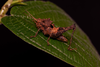 CollectionObject 2243888; d367be1b-2366-456b-8ac4-27e9e510520a: female. (CollectionObject).